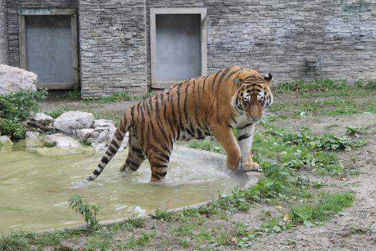 Giardino zoologico di Cracovia
